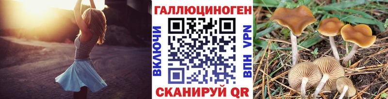Галлюциногенные грибы Psilocybine cubensis  где найти наркотики  Болотное 
