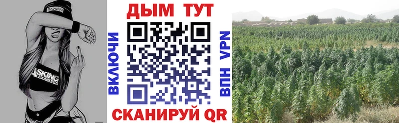 Бошки марихуана Amnesia  маркетплейс формула  Болотное 